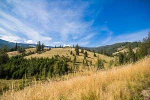Nauka ogrodnictwa i architektury krajobrazu: Klucz do tworzenia pięknych i funkcjonalnych przestrzeni zielonych
